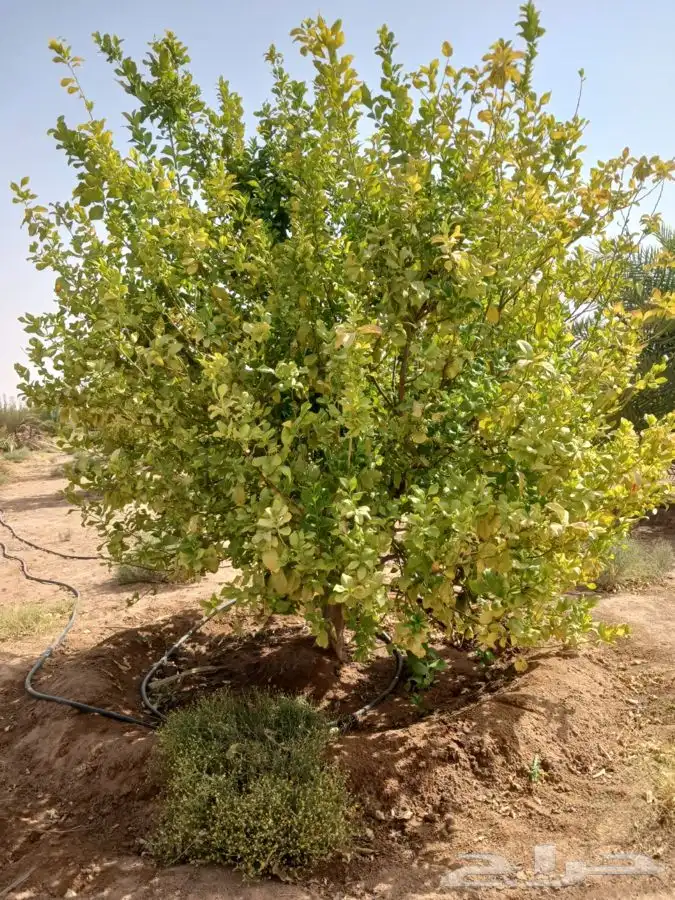 ليمون اضاليا عمره 5 سنوات 2