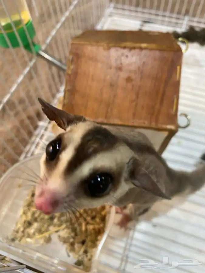 للبيع سنجاب طائر 10