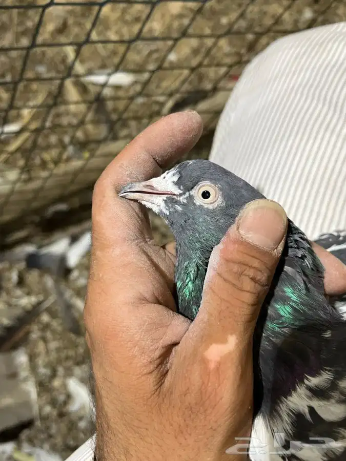 حمام باكستاني 5