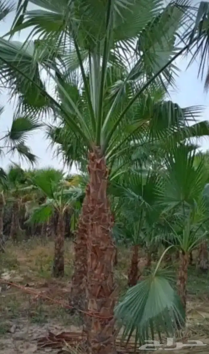 تنسيق الحدائق 8