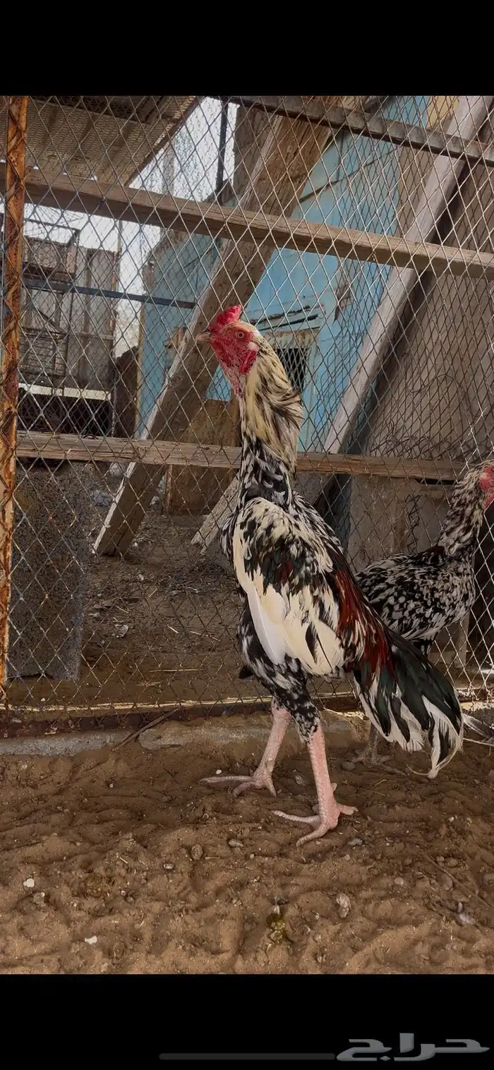 فروخ سندي بيور فواخر 3
