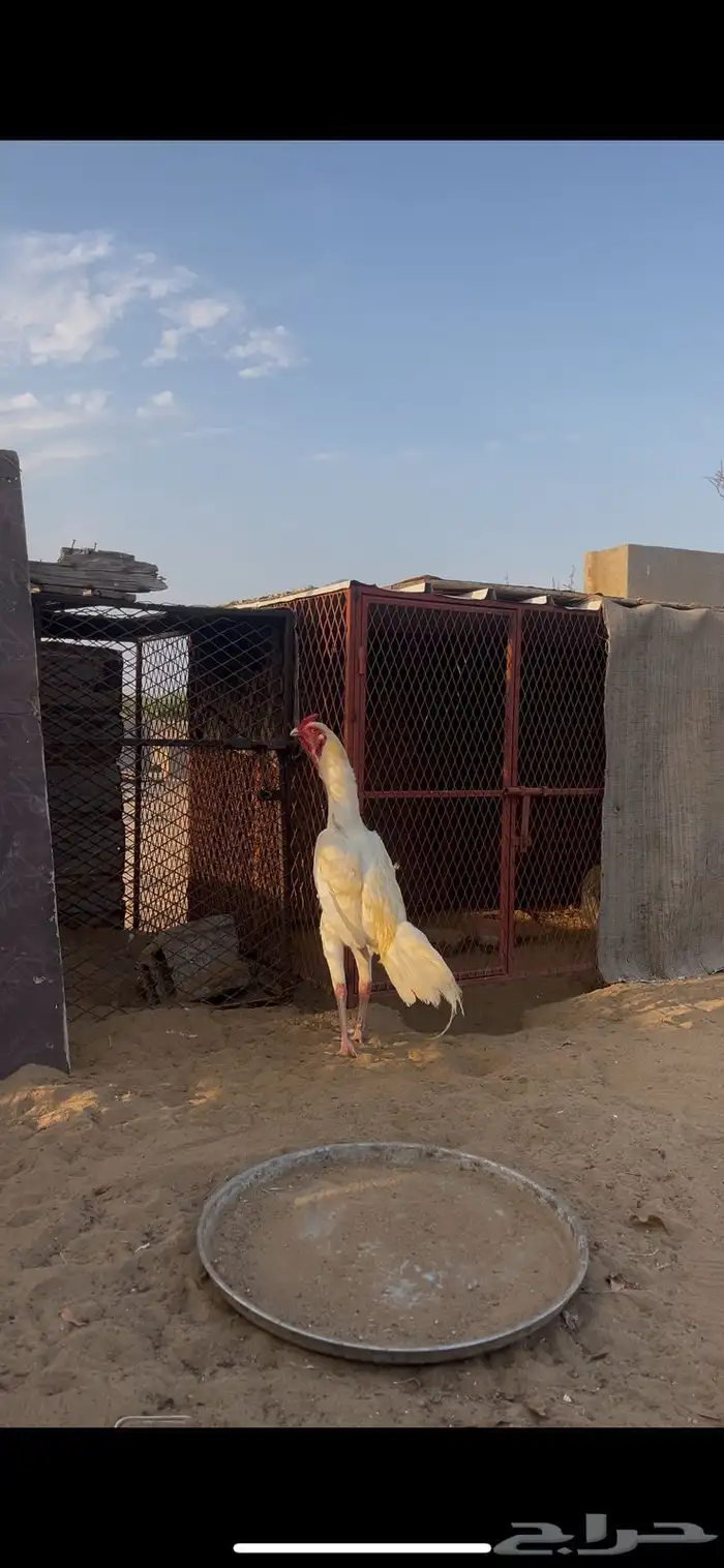 فروخ سندي بيور فواخر 4