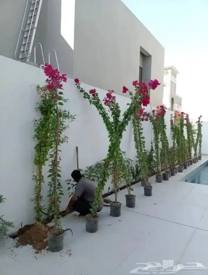 تنسيق الحدائق 20