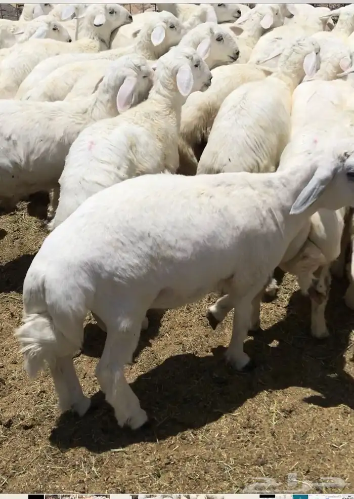 طليان حريه 0