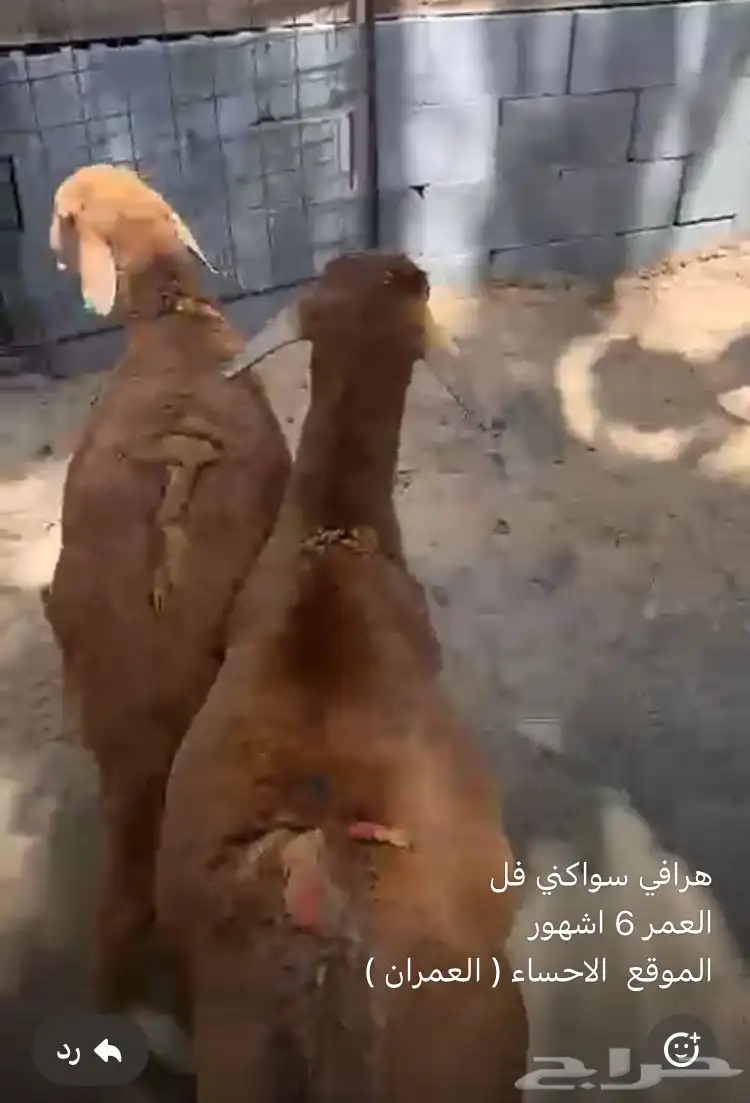 ذبايح 0