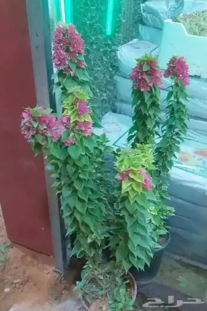 تنسيق الحدائق 12