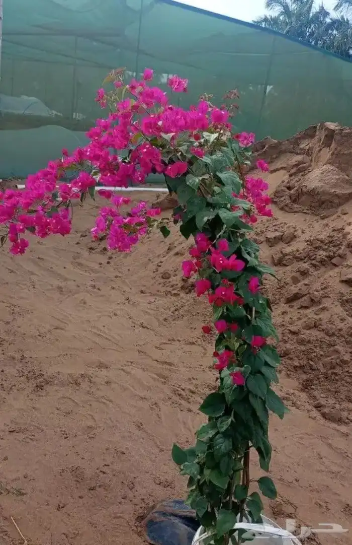 تنسيق الحدائق 10