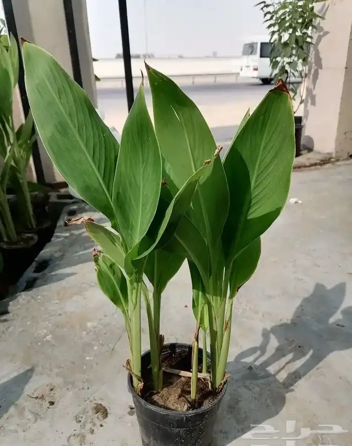 تنسيق الحدائق 17