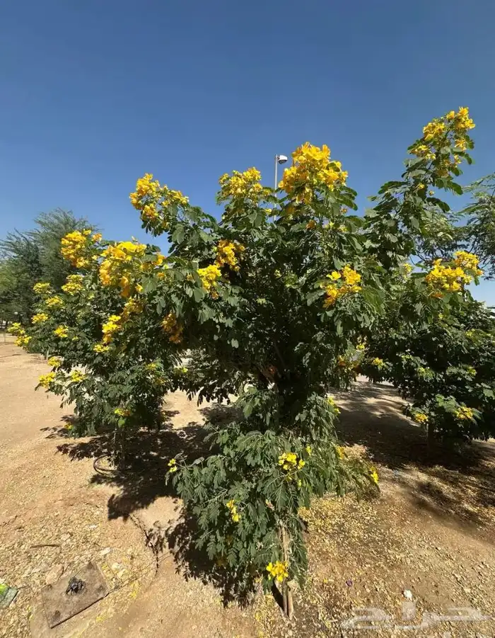 تنسيق الحدائق 4