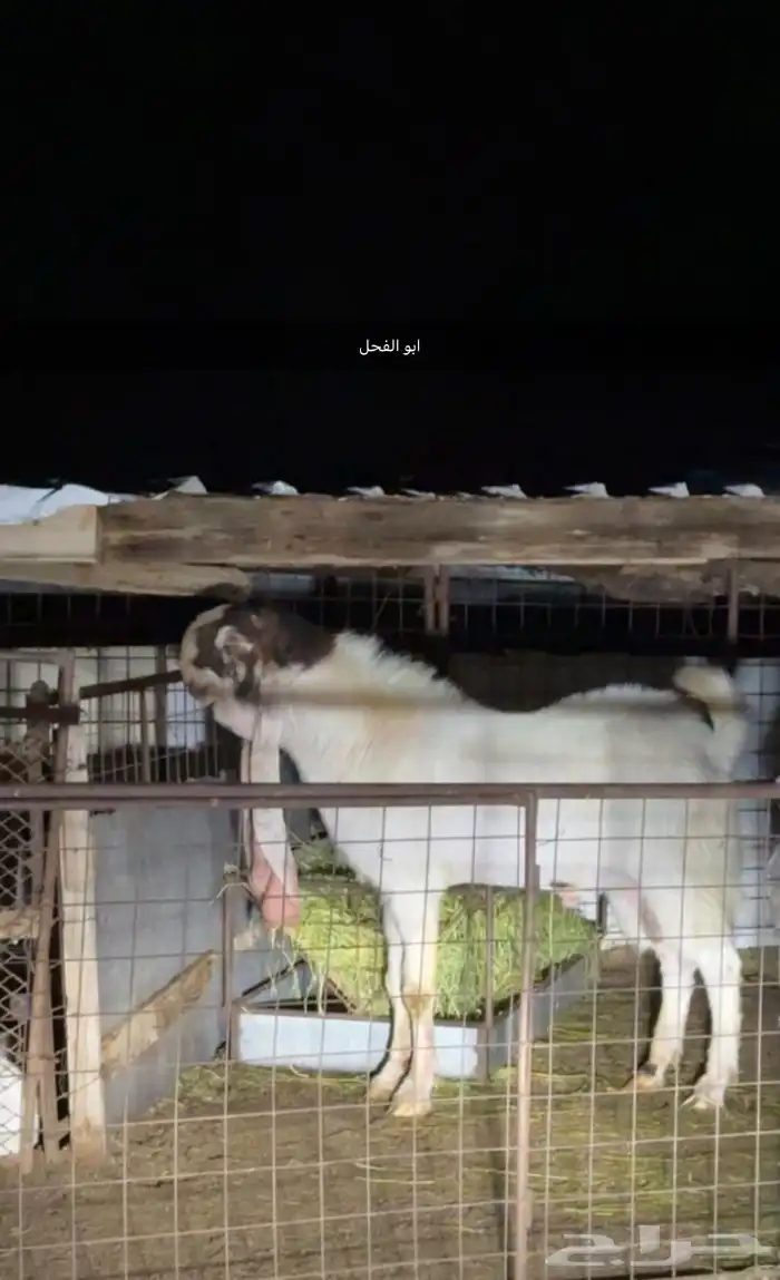 فحل هولندي جذع 2