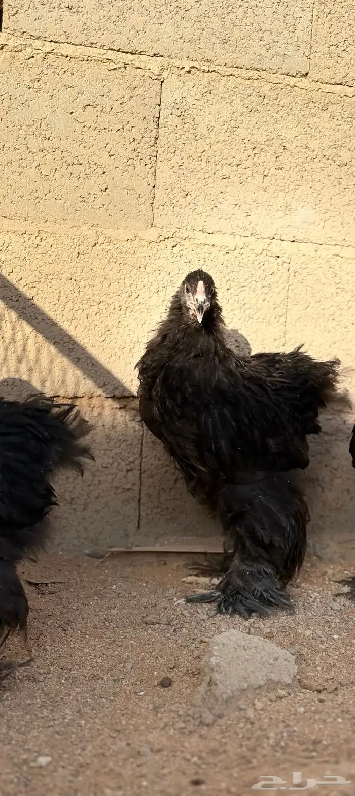 فروخ براهما دم صافي مشاكيل 7