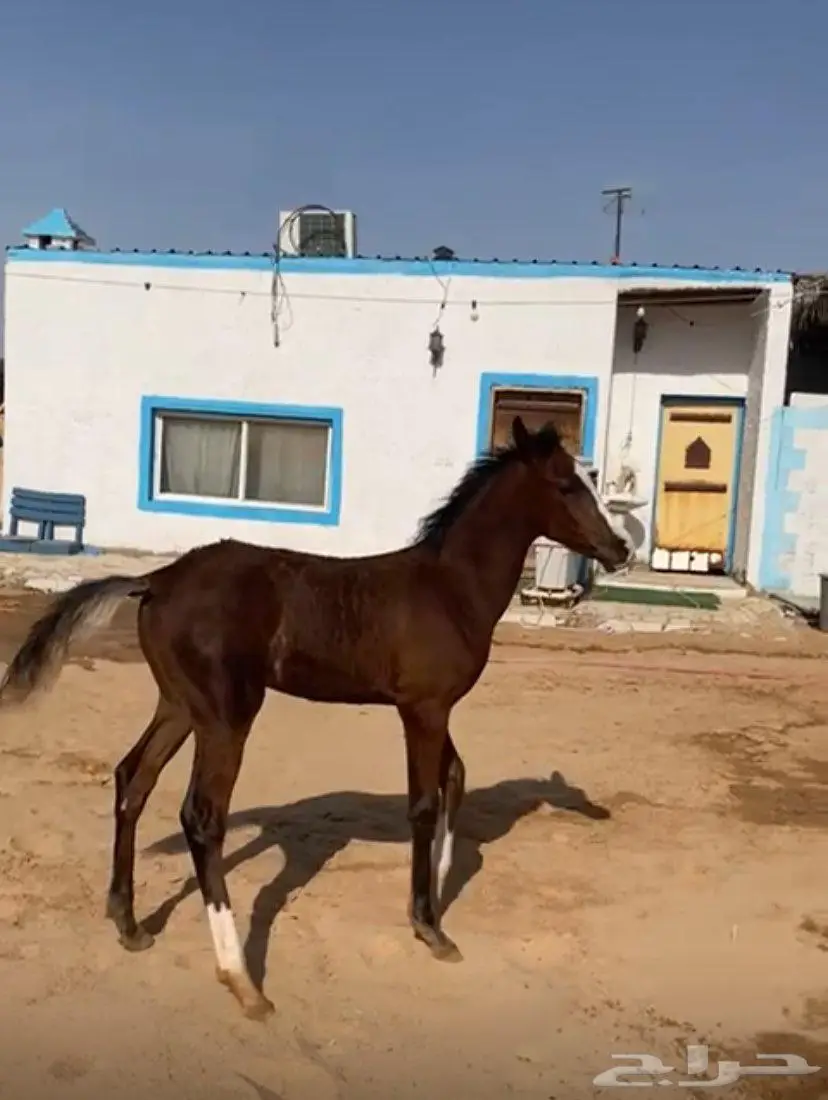 مهر عربي 1