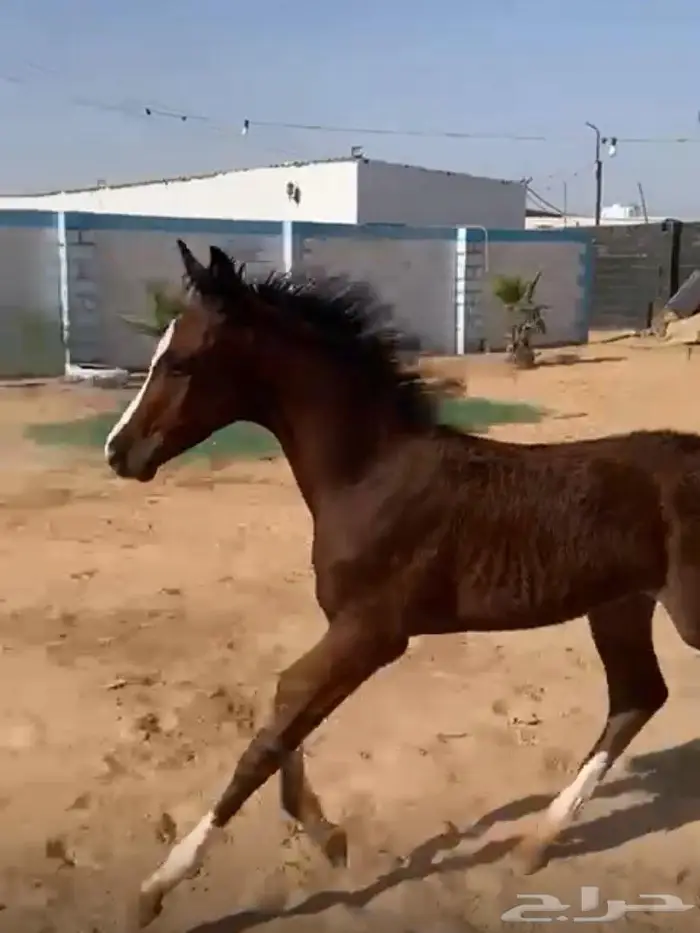 مهر عربي 4