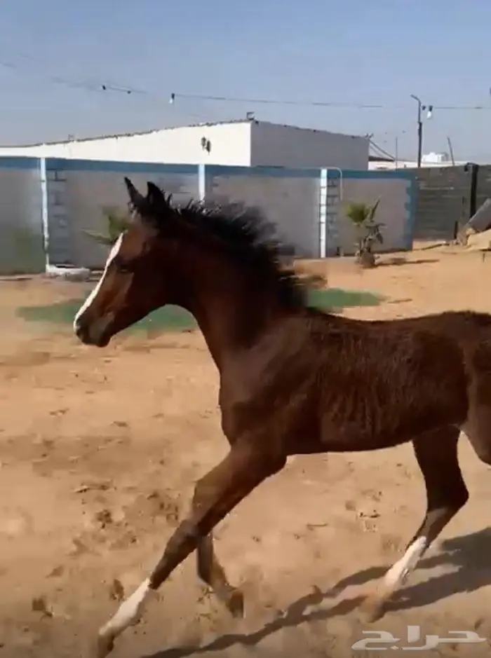 مهر عربي 0