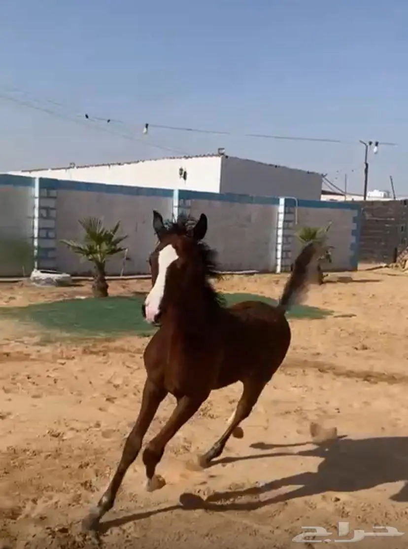 مهر عربي 2