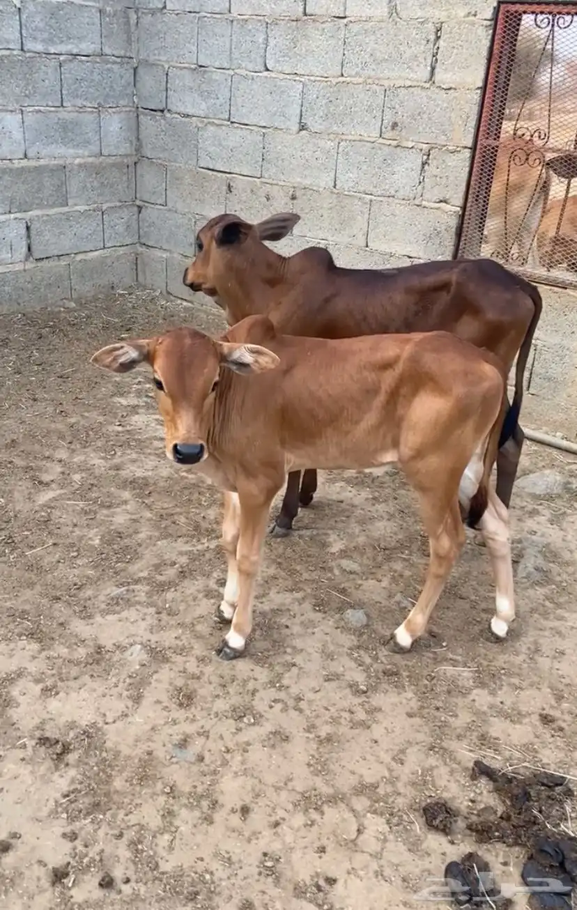 بقر 2