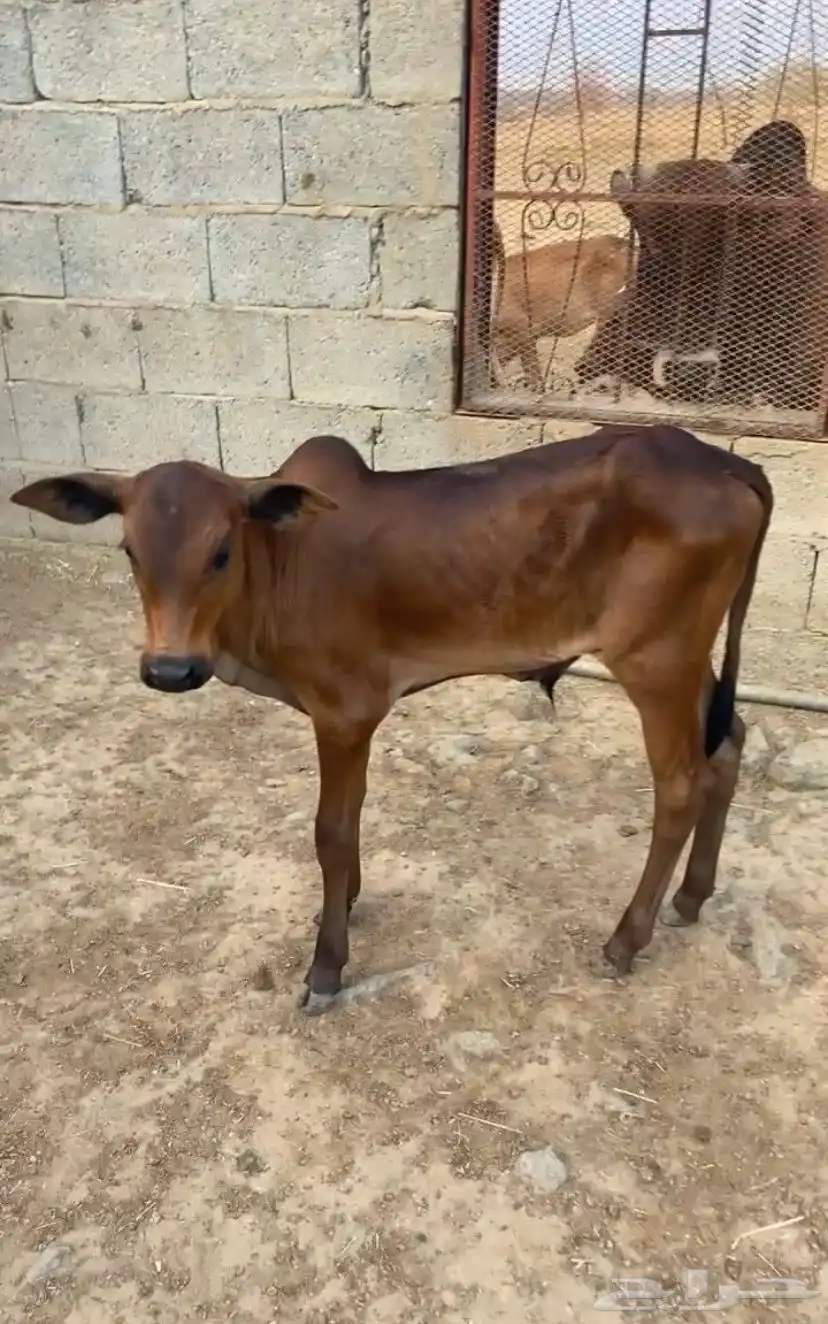 بقر 1