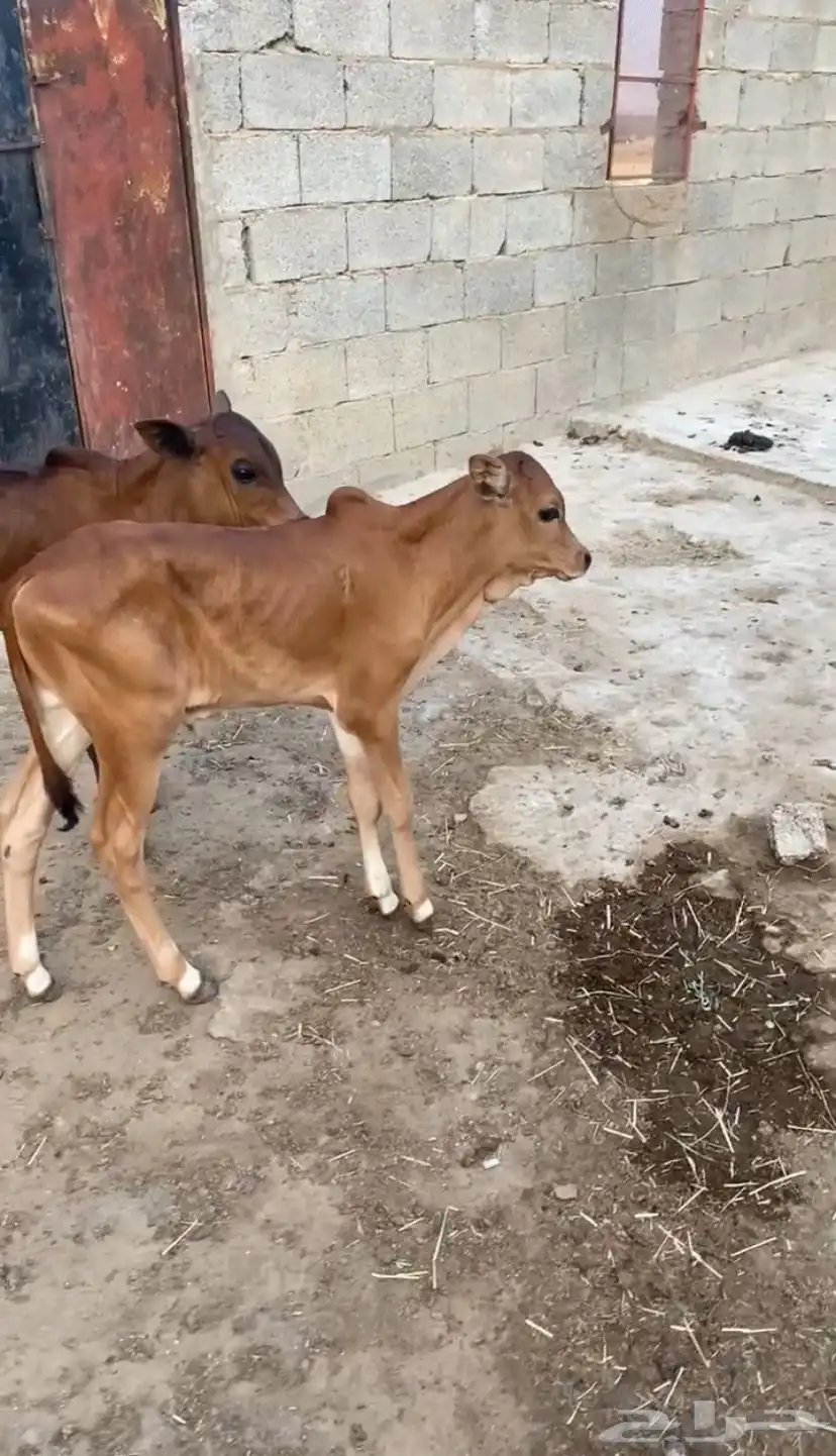 بقر 0