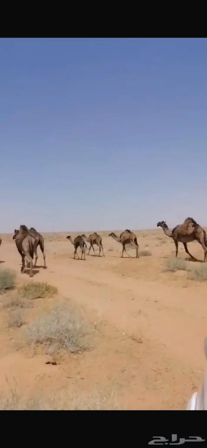 ابل للبيع صفر 0