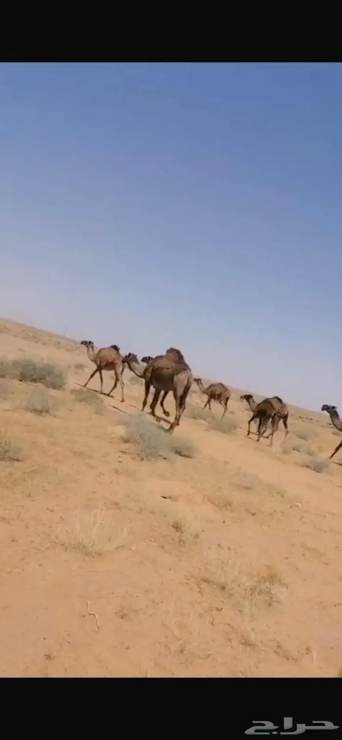 ابل للبيع صفر 1