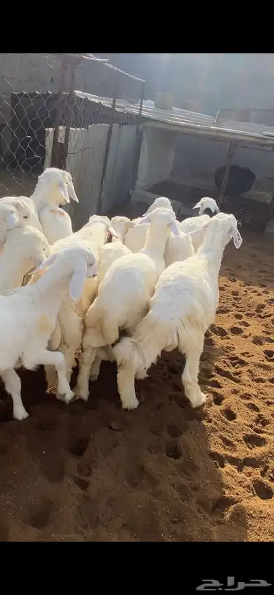 تم البيع 7