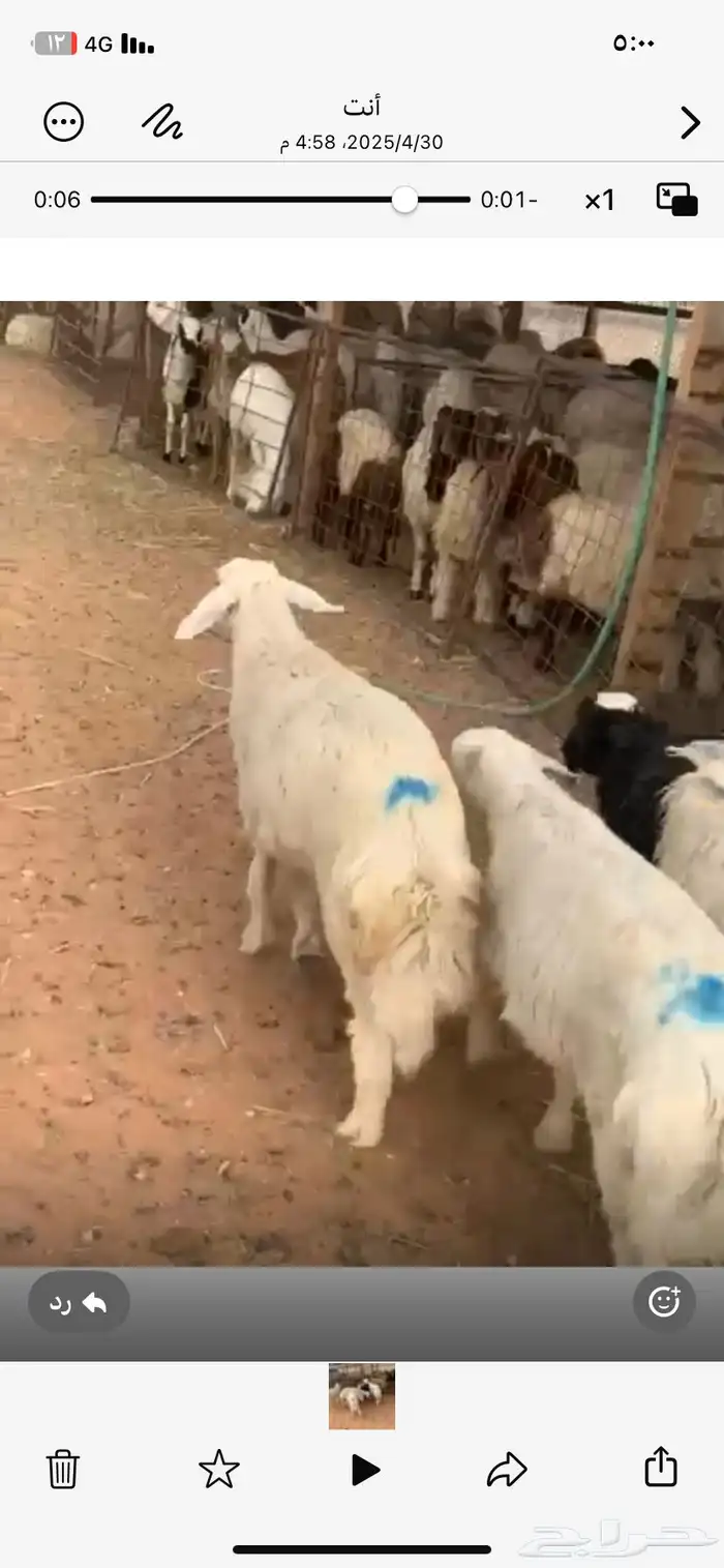 ذبايح حريات 11