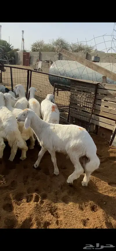 تم البيع 0