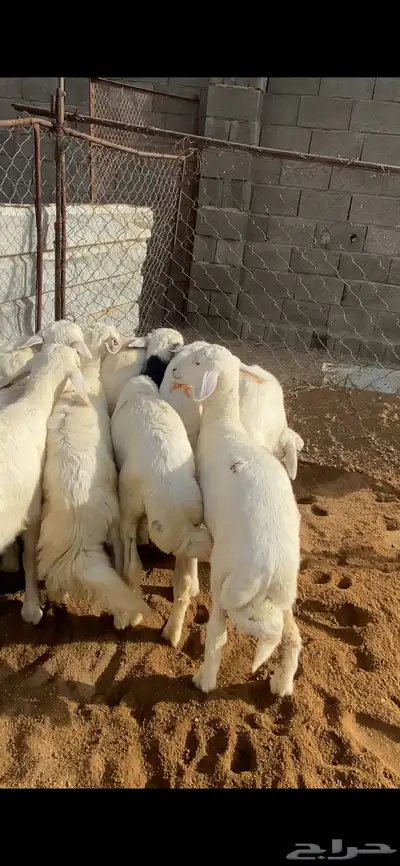 تم البيع 3