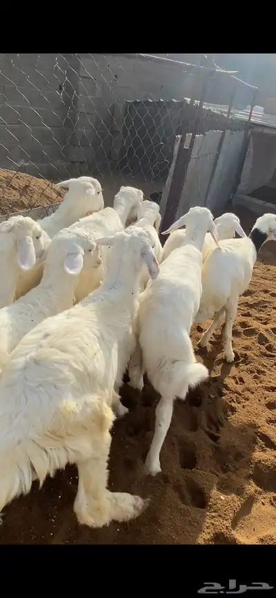 تم البيع 6