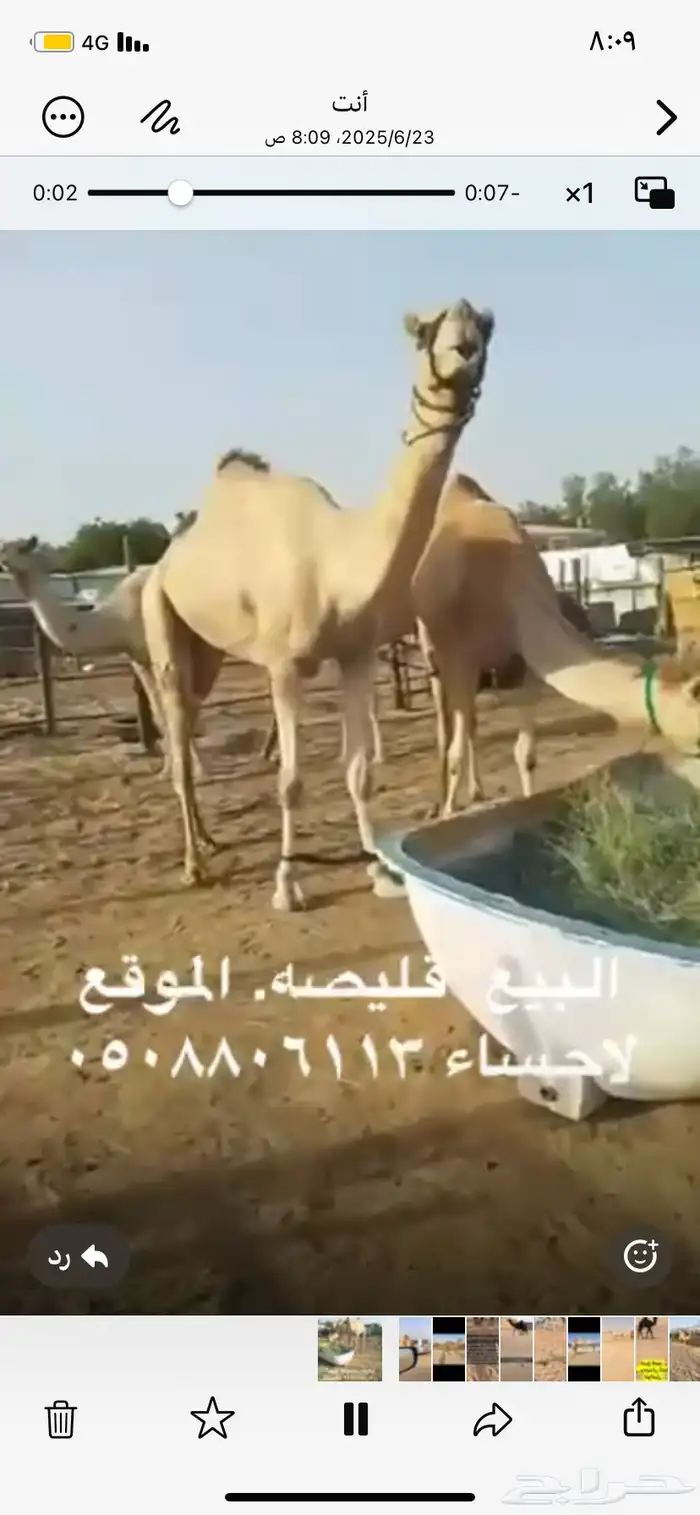قليصه البيع 0