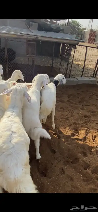 تم البيع 5