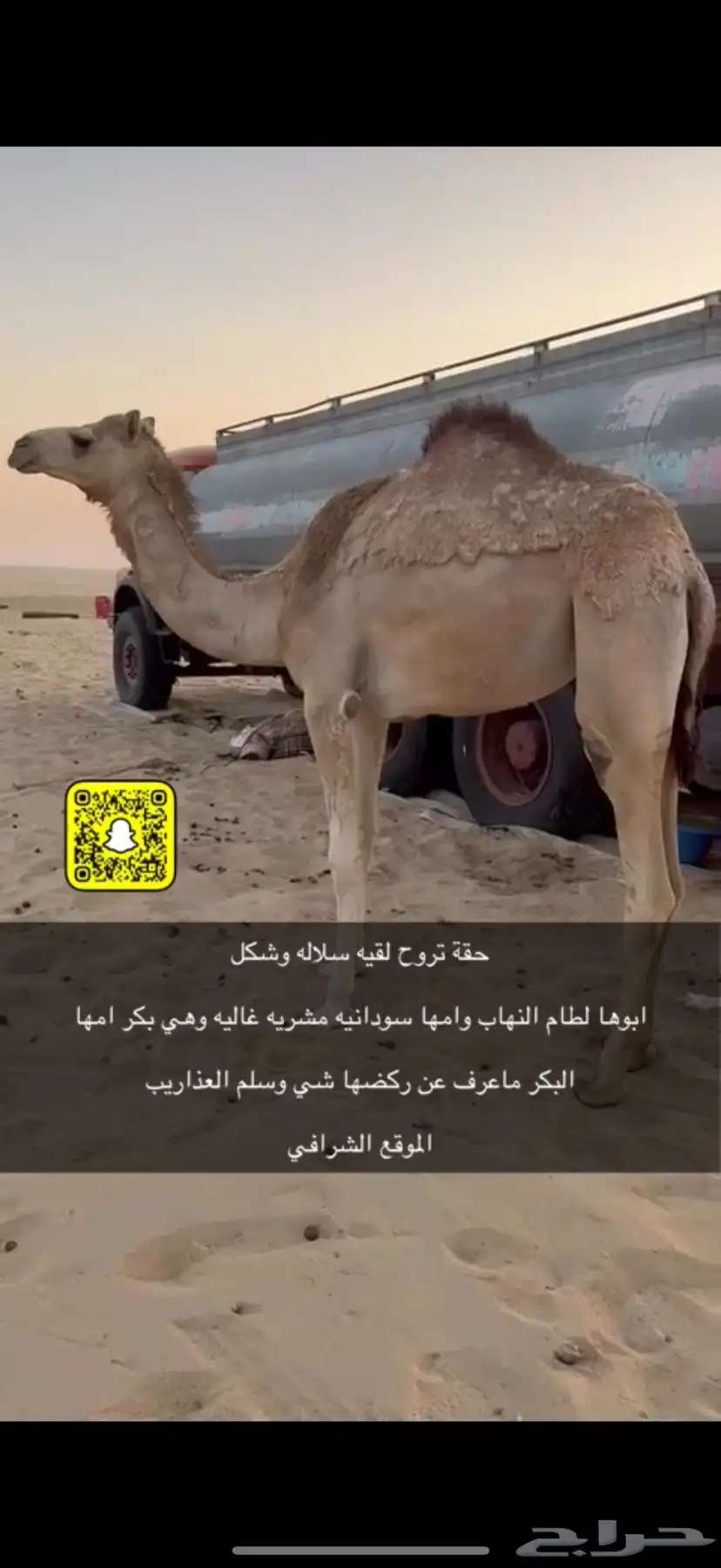 بكرة اصيل هجن 0