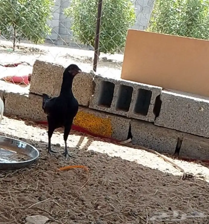 دجاج بلدي 1
