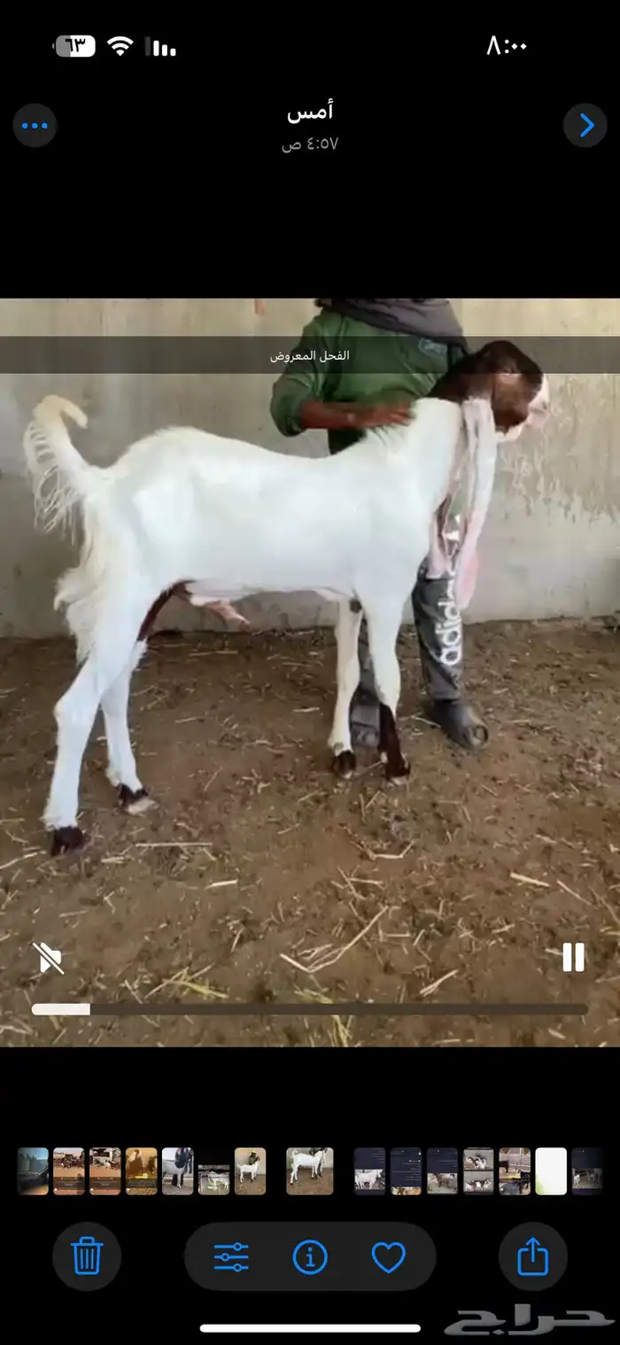 فحل هولندي جذع 0