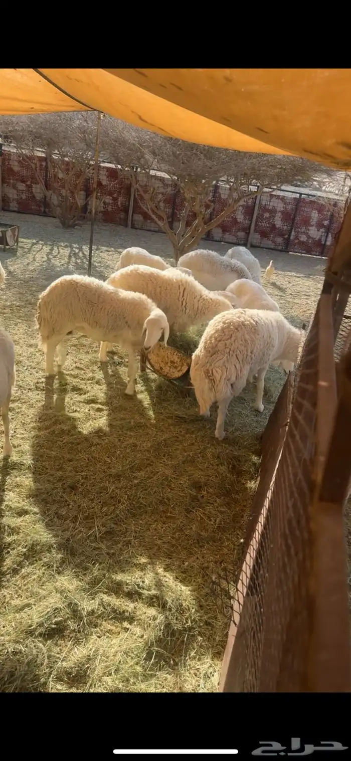 غنم صنف الصنف 0