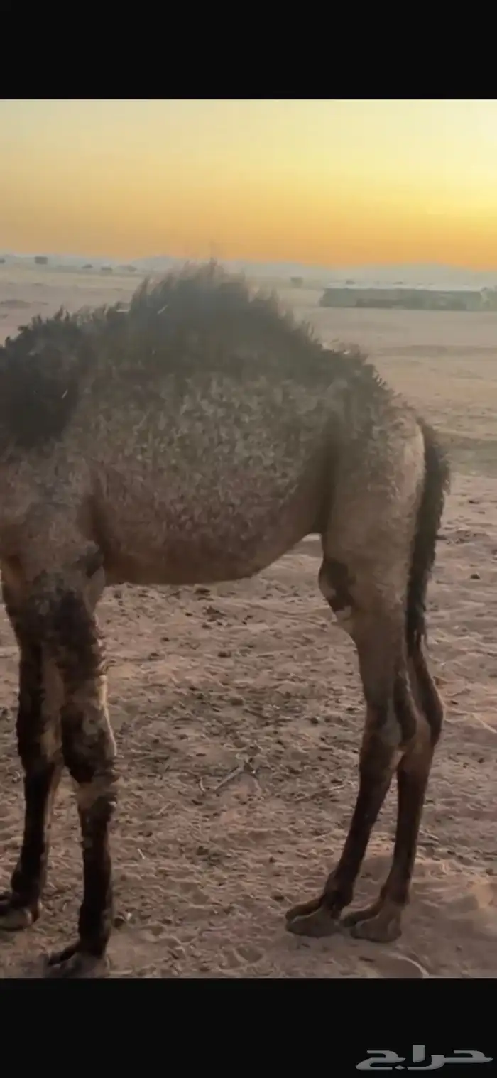 للبيع حشو اثنين عمار خمس اشهر وحاشي عمره اربع اشهر 1