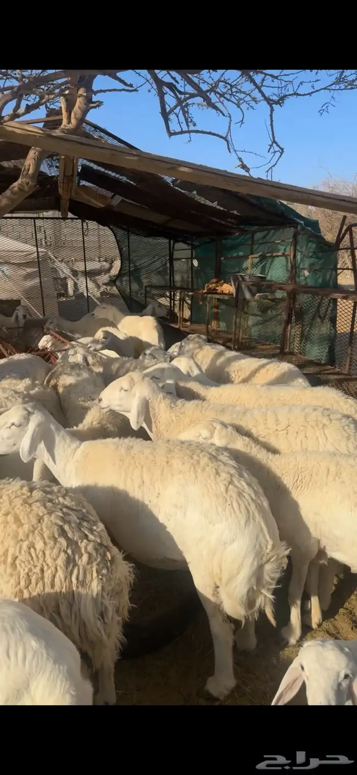 غنم صنف الصنف 6