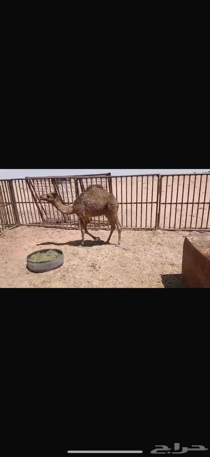 للبيع حشو اثنين عمار خمس اشهر وحاشي عمره اربع اشهر 6