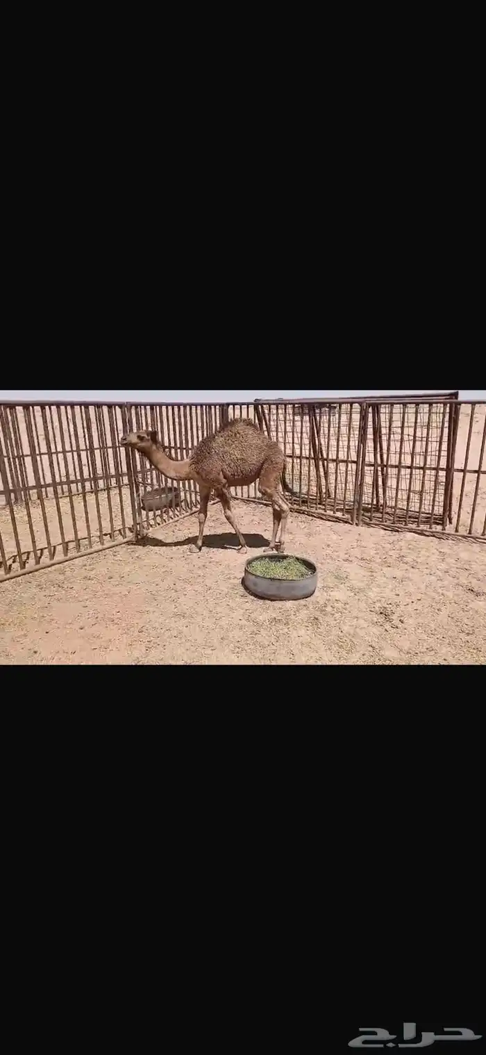 للبيع حشو اثنين عمار خمس اشهر وحاشي عمره اربع اشهر 7