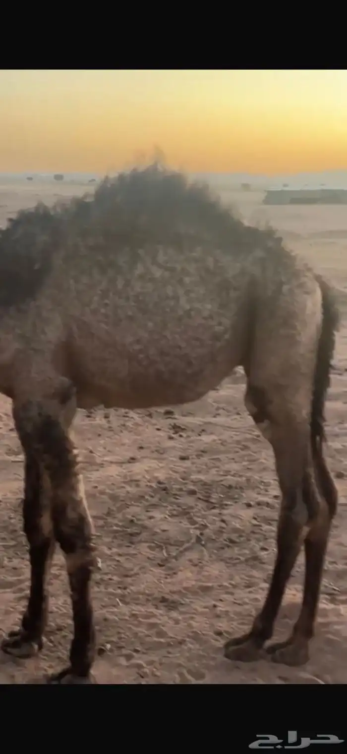 للبيع حشو اثنين عمار خمس اشهر وحاشي عمره اربع اشهر 2