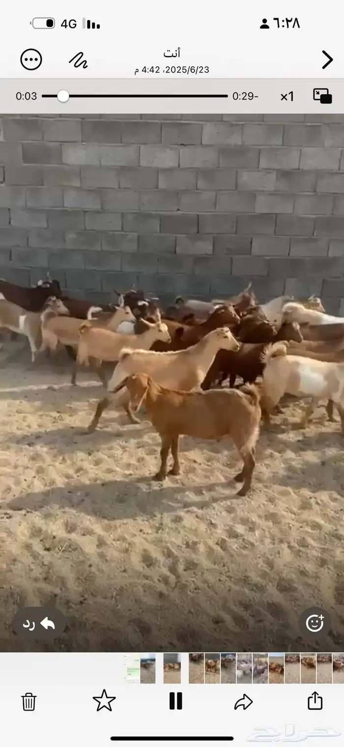 عرس حص مندي كفو وسمان العدد 30 السوم 850 0