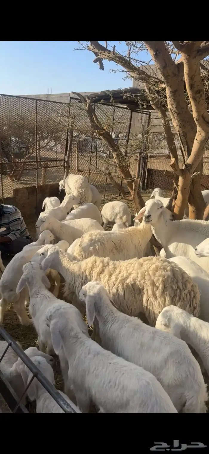 غنم صنف الصنف 5
