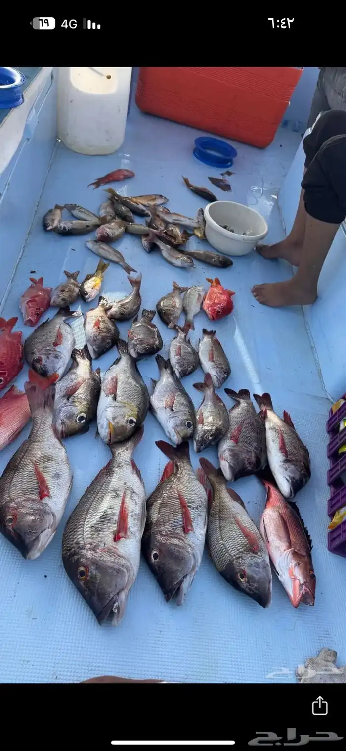 قارب لرحلات 3