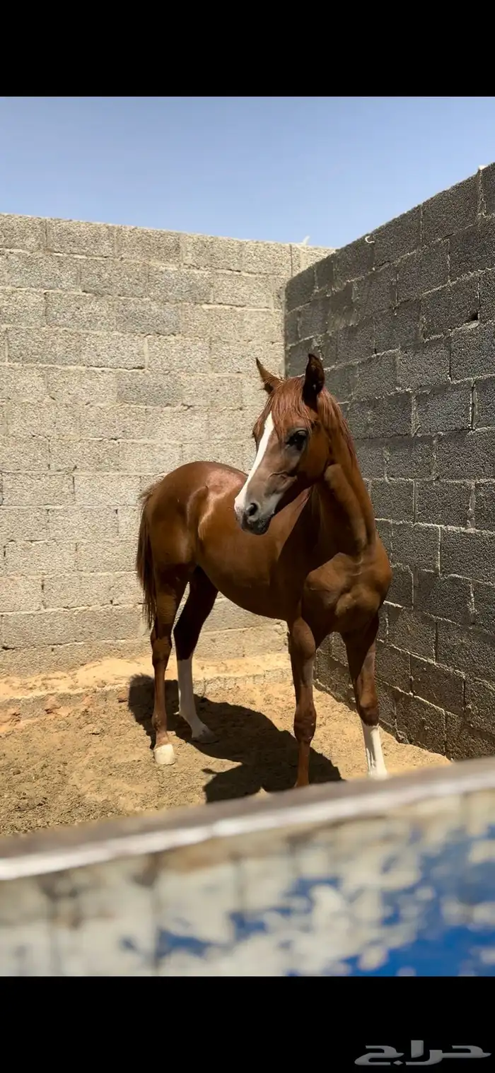 مهره شعبية فاخره 0