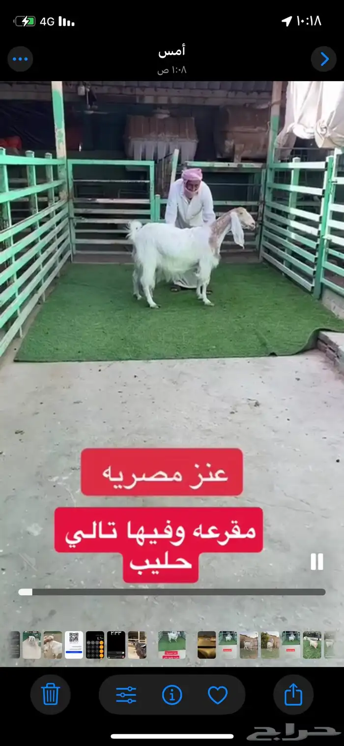 عنز مصريه ديد طيب 0