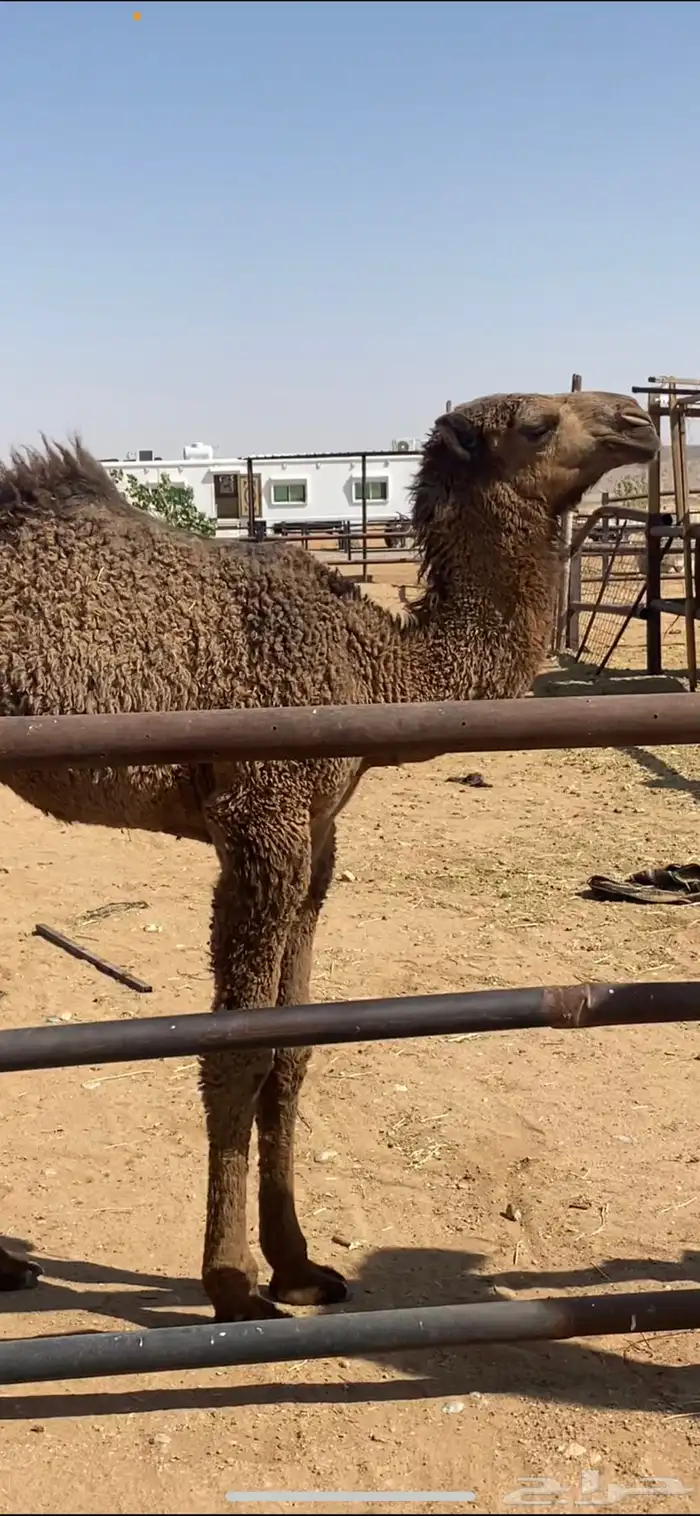 خلفه صفرا كفو 5