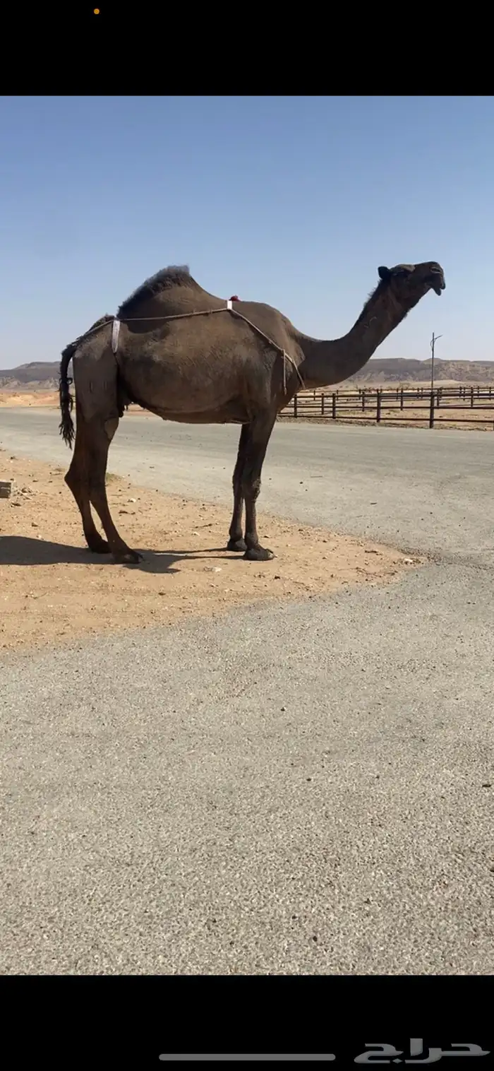 خلفه صفرا كفو 0