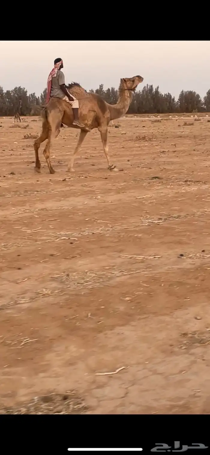رحول للبيع 1