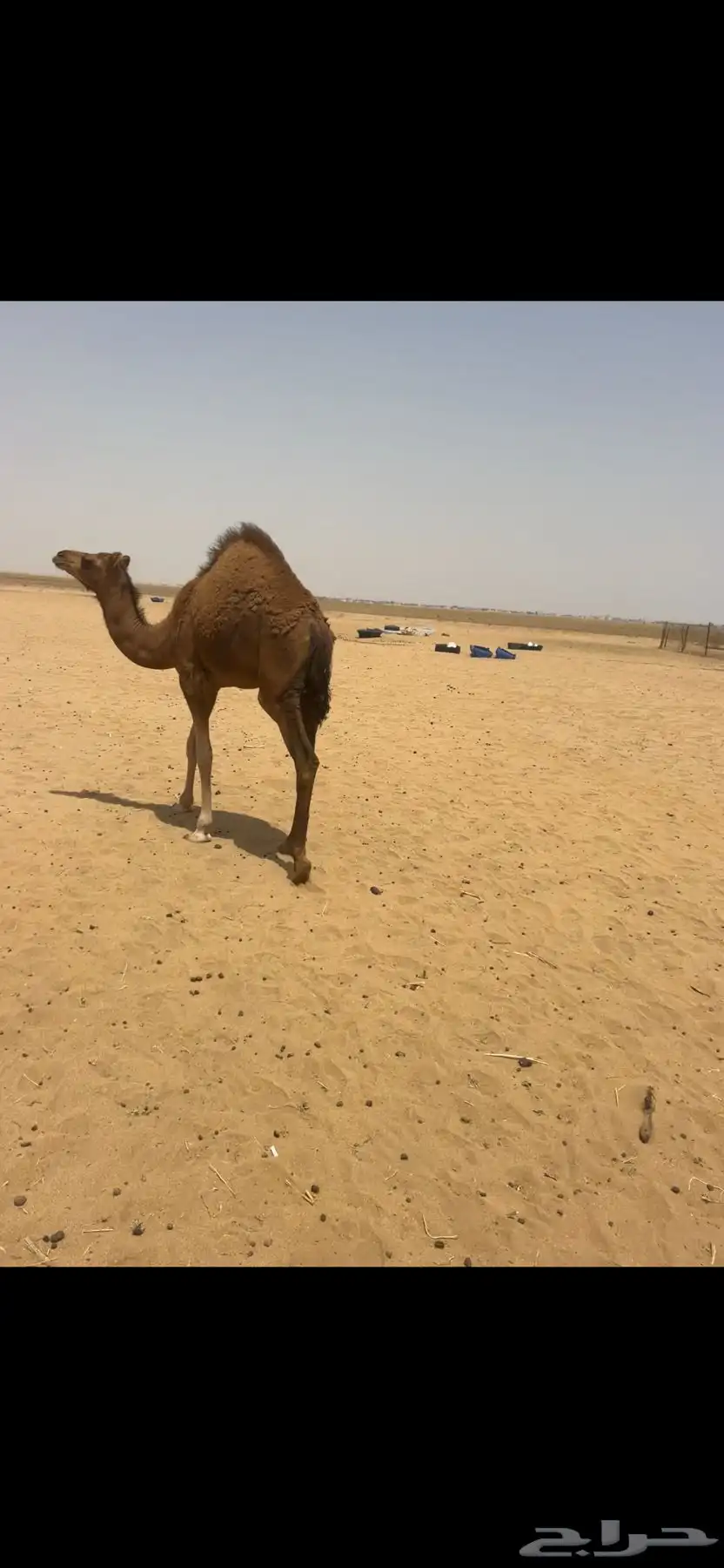 البعير الساحلي الحمر 5