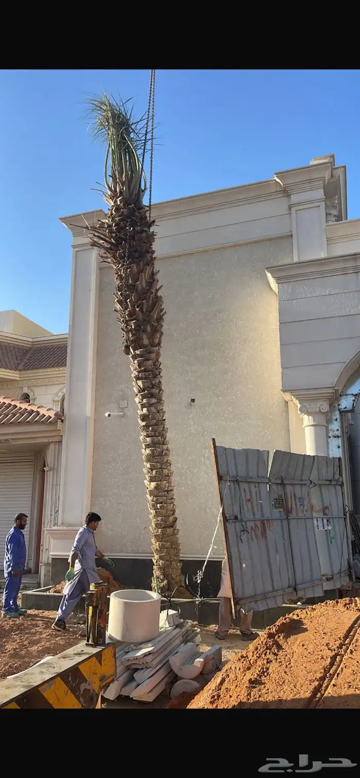 نخل للبيع جميع الطول موجود 1